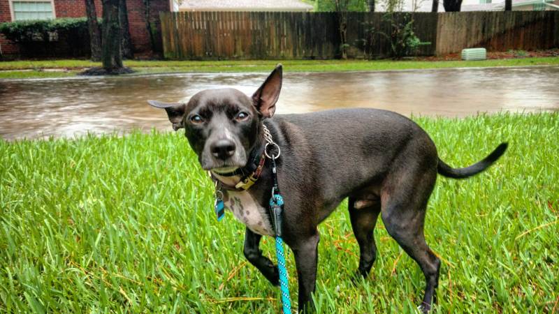Animal Legislation Group Urges Pet Owners to Make Plan for Pets in Advance of Hurricane Season