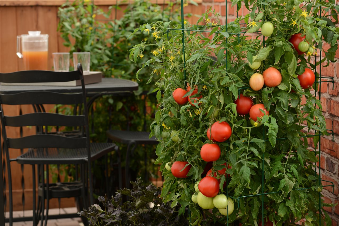 Grow your own food in small spaces