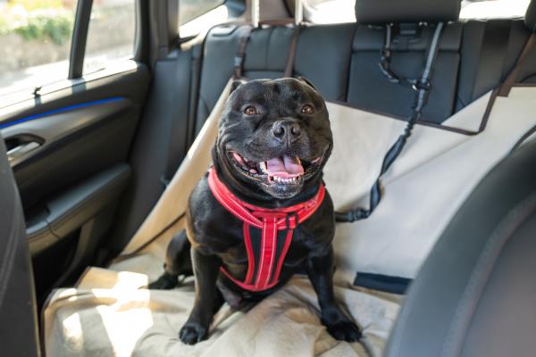 How to Drive Safely with Pets