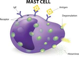 What You Should Know About Mast Cell Diseases