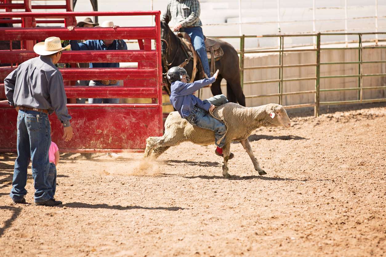 mutton busting