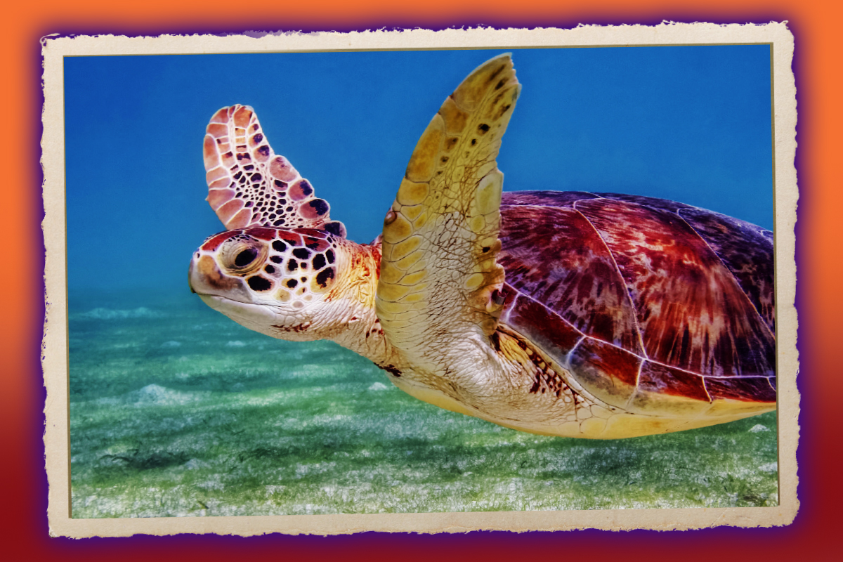 Mexican Caribbean Getaways for Every Type of Traveler